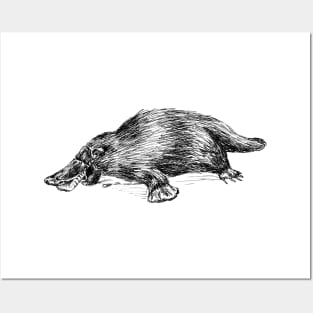 Platypus Illustration Posters and Art